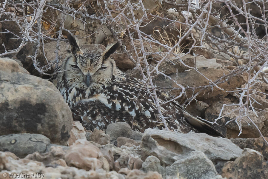 Indian Eagle-Owl