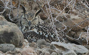 Indian Eagle-Owl