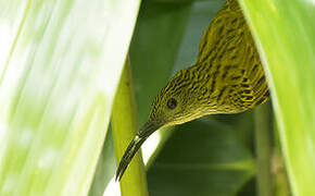 Streaked Spiderhunter