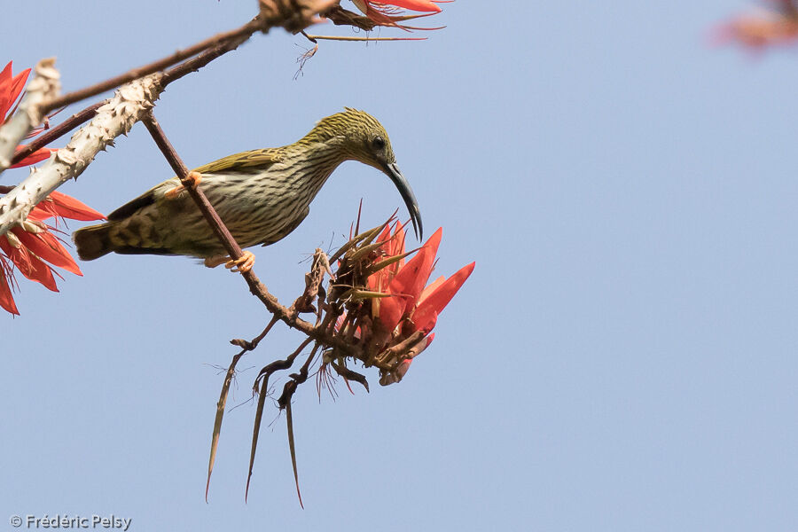 Streaked Spiderhunter