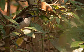 Great Antshrike