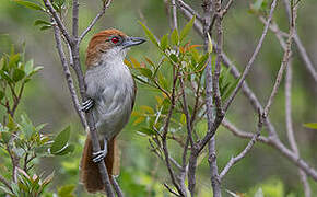 Great Antshrike