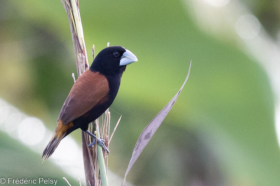 Great-billed Mannikin