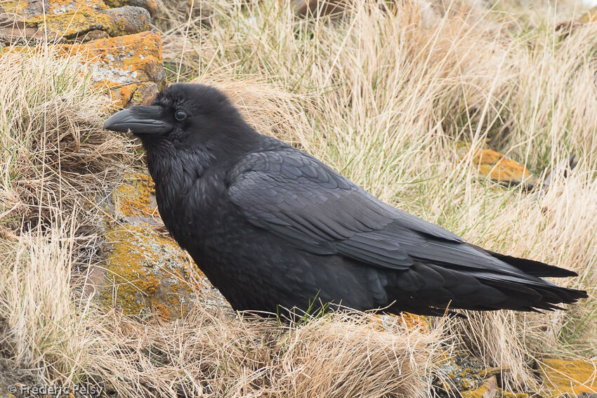 Northern Raven