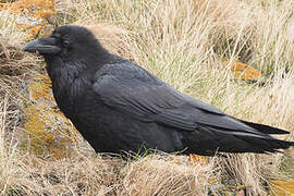 Northern Raven