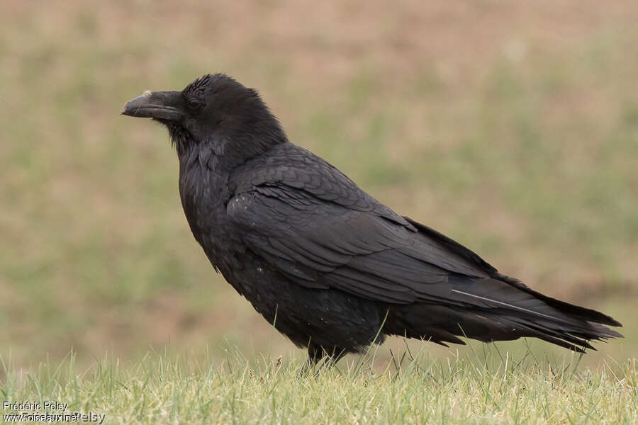 Northern Ravenadult, identification