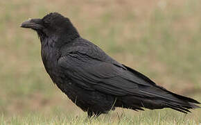 Northern Raven