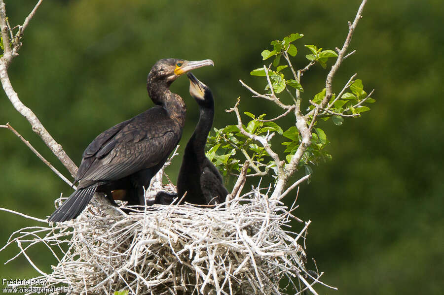 Great Cormorant, Reproduction-nesting