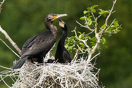 Great Cormorant