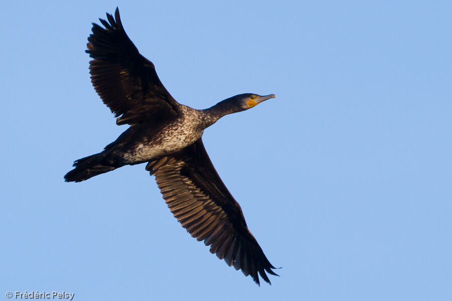 Great Cormorantimmature, Flight