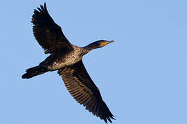 Great Cormorant