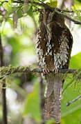 Feline Owlet-nightjar