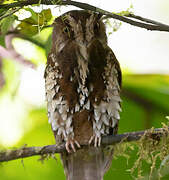 Feline Owlet-nightjar