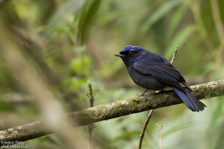 Large Niltava male adult, identification