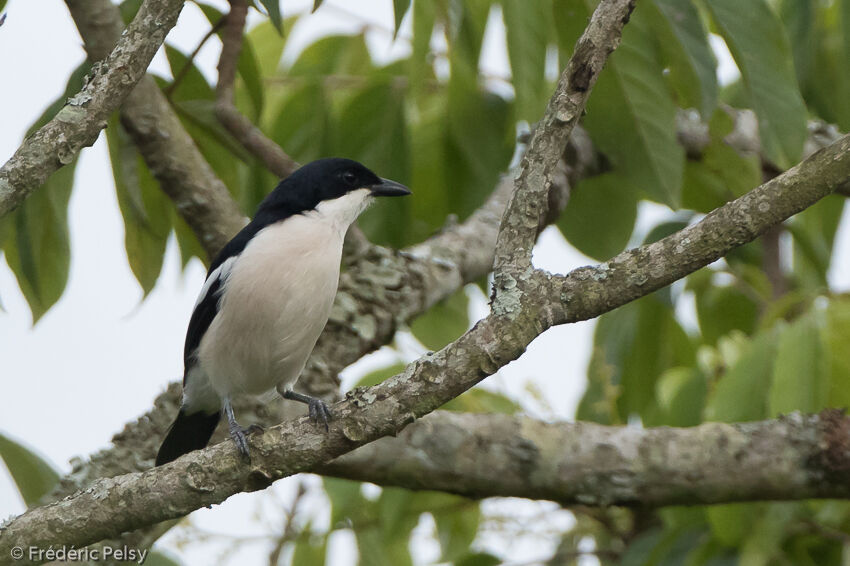 Tropical Boubouadult