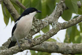 Tropical Boubou