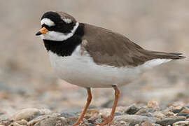 Common Ringed Plover