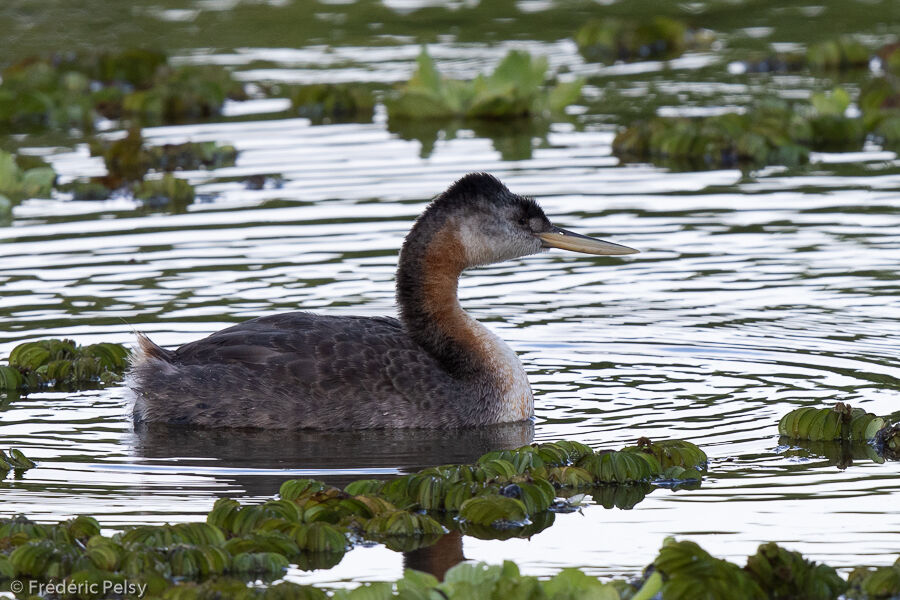 Great Grebe