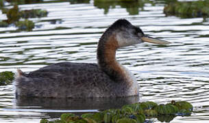 Great Grebe