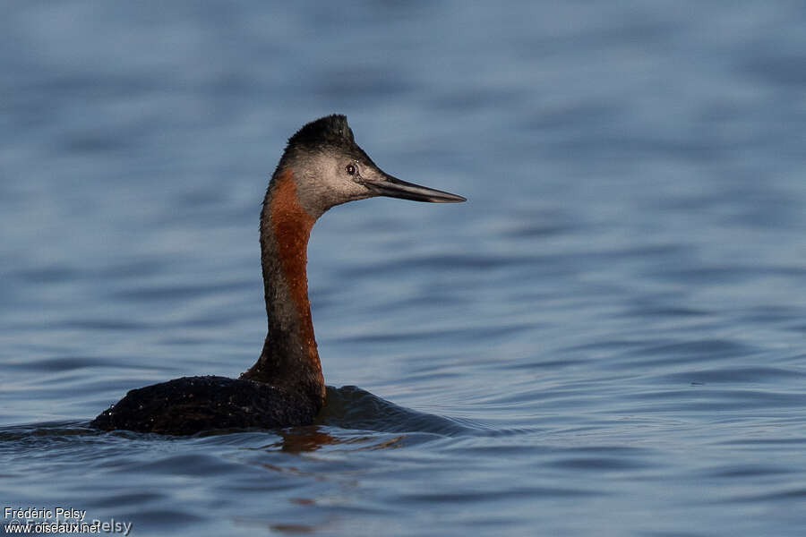 Great Grebeadult breeding, identification