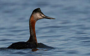 Great Grebe