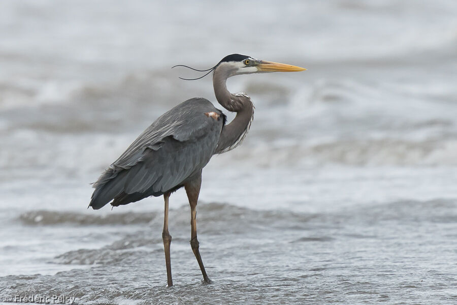 Great Blue Heronadult