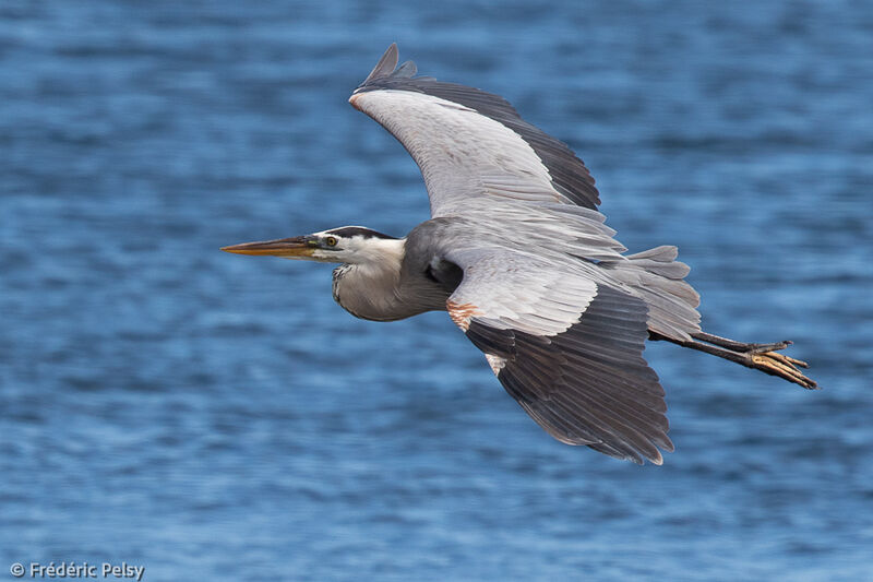 Great Blue Heron, Flight