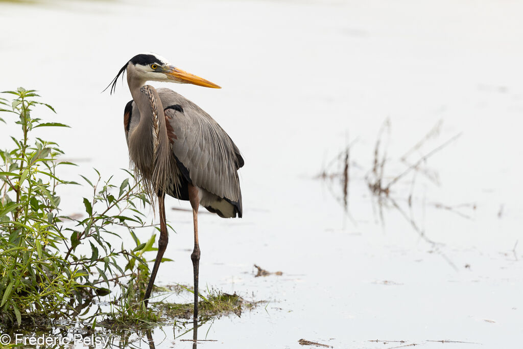 Great Blue Heron