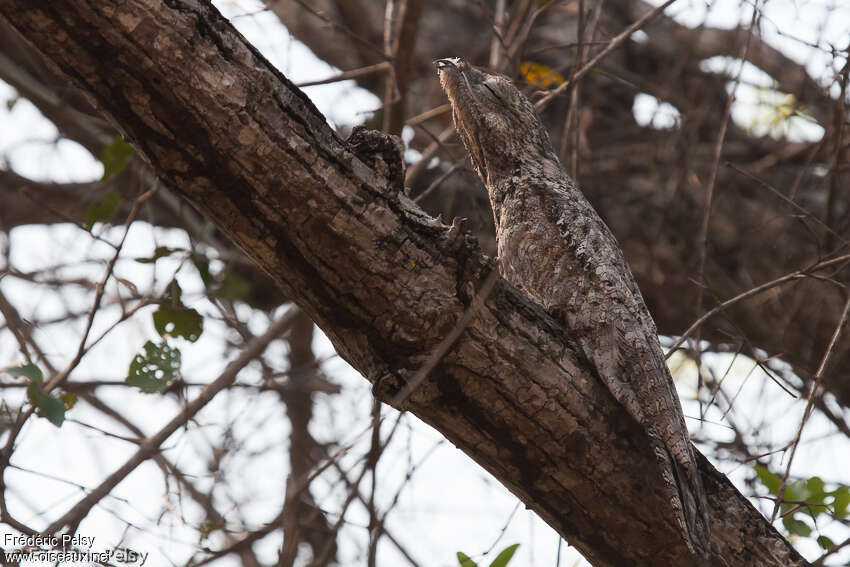 Grand Ibijauadulte, habitat, camouflage, pigmentation