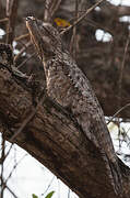 Great Potoo