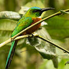 Grand Jacamar