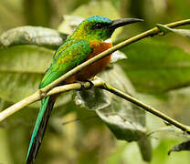 Great Jacamar