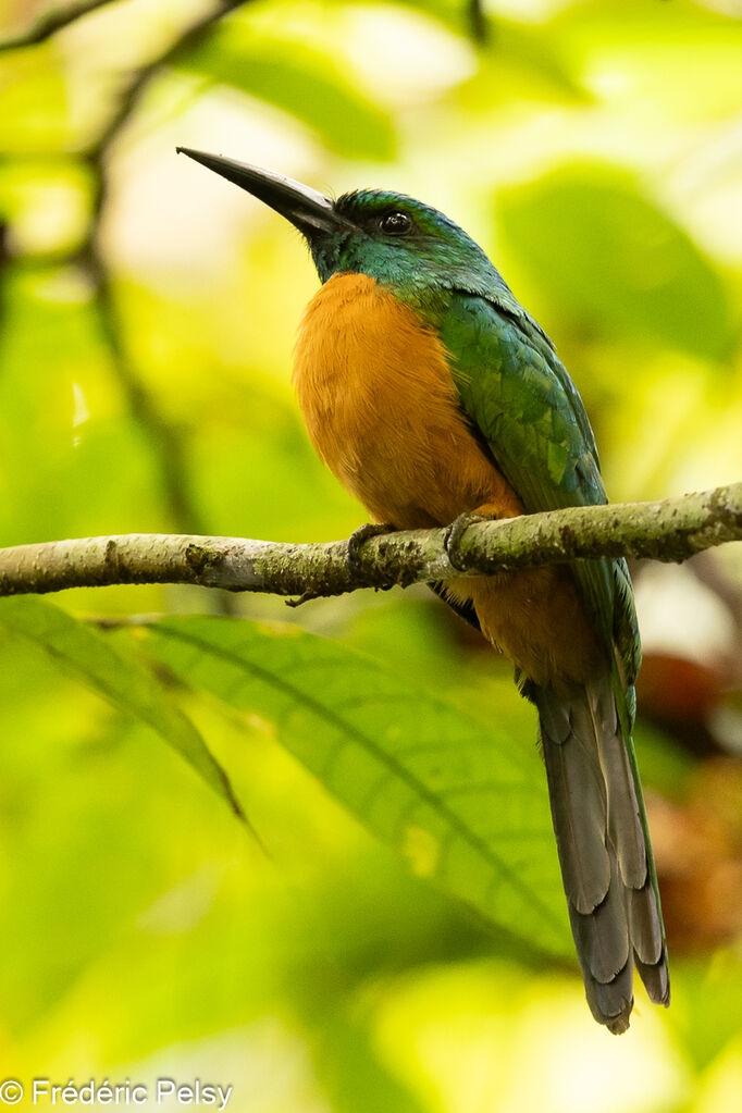 Great Jacamar