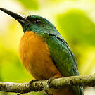 Grand Jacamar