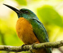 Great Jacamar