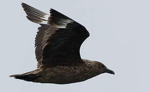 Great Skua