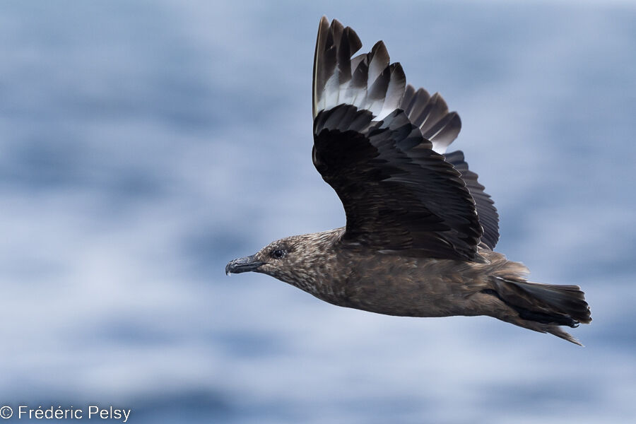 Great Skua