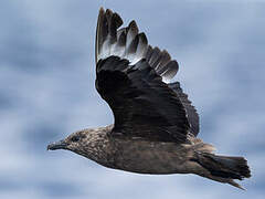 Great Skua