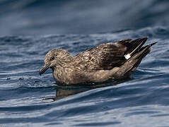 Great Skua