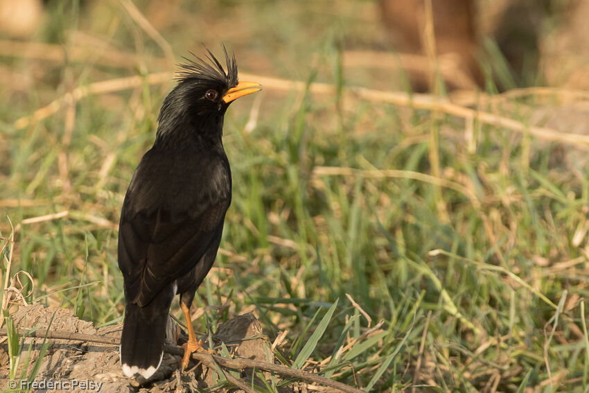 Great Mynaadult, identification