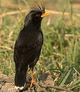 Great Myna