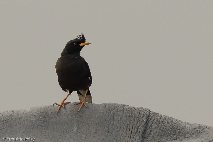 Great Myna