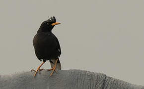 Great Myna