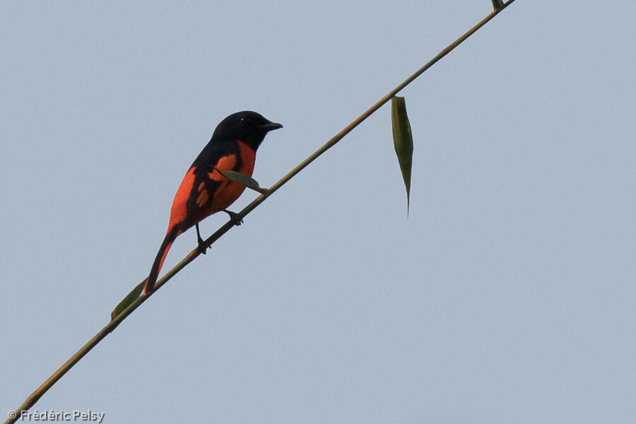 Grand Minivet mâle adulte