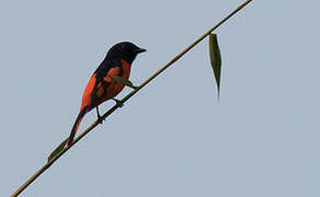 Orange Minivet