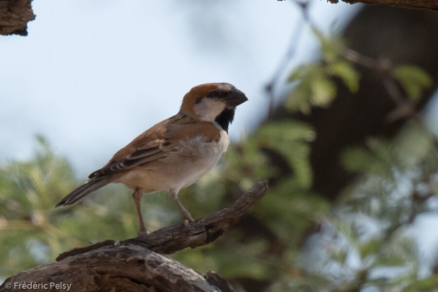 Great Sparrow male