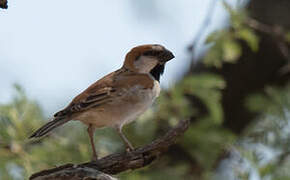 Great Sparrow