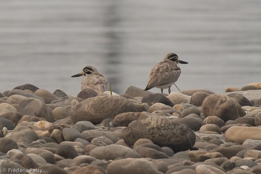 Great Stone-curlew