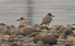 Great Stone-curlew