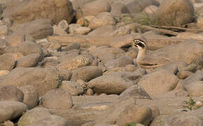 Great Stone-curlew